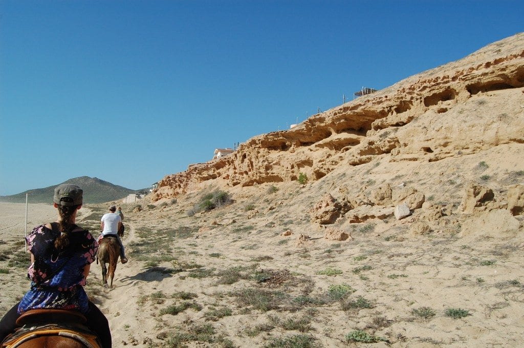 horse