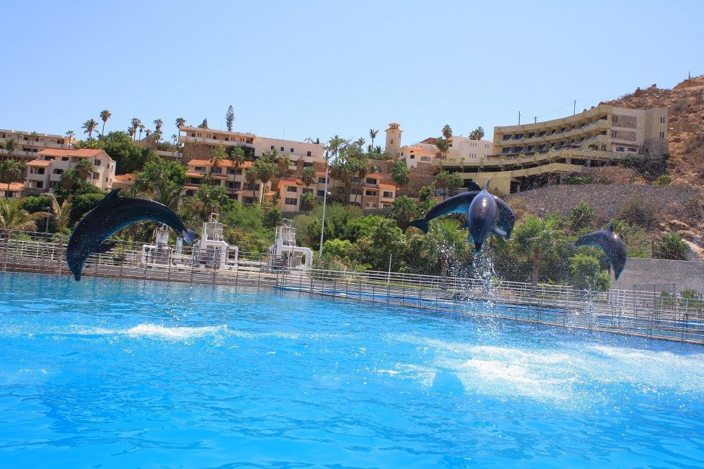 dolphin4