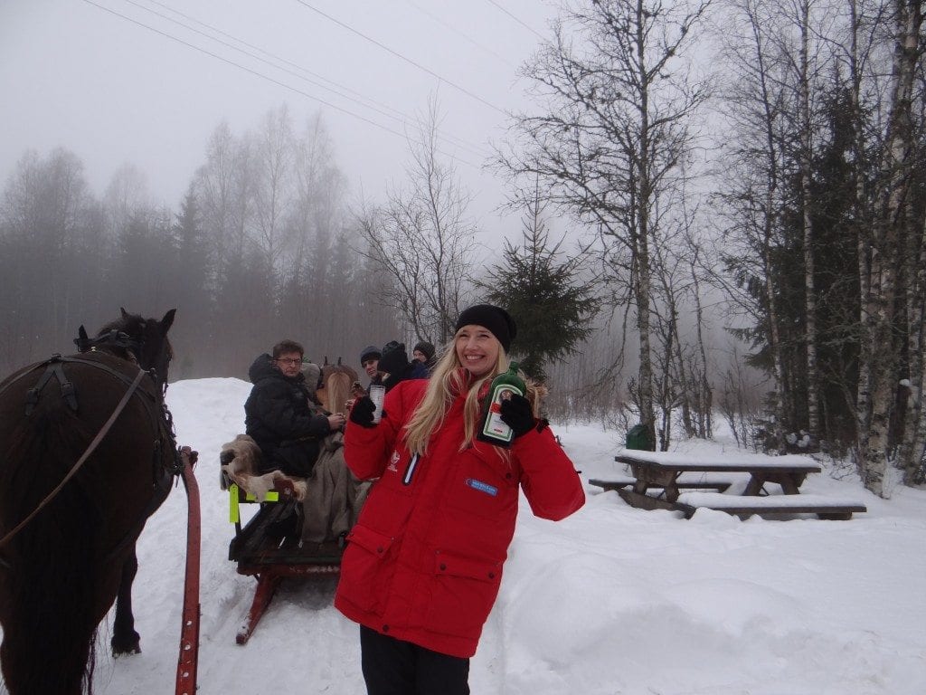 horse
