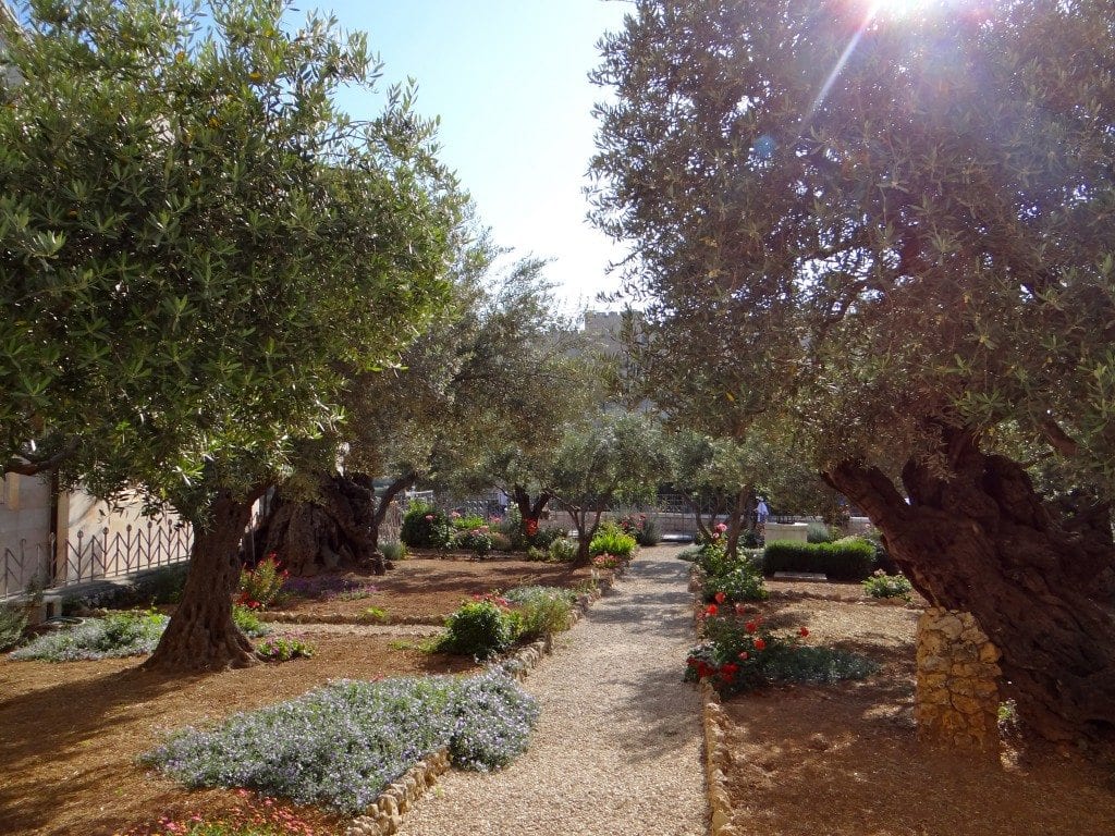 garden