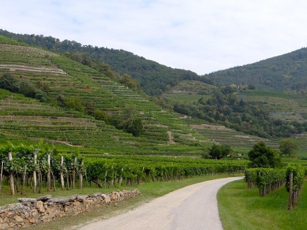 wachau6