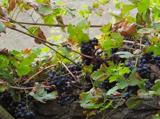 wachau7