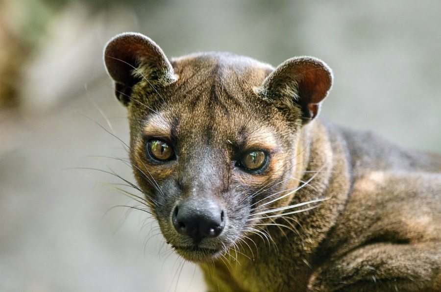 Wildlife in Madagascar