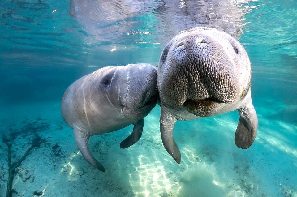 Guide to Swimming with Manatees in Crystal River