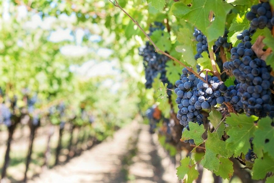 5 First-Timer Tips for Visiting Napa Valley
